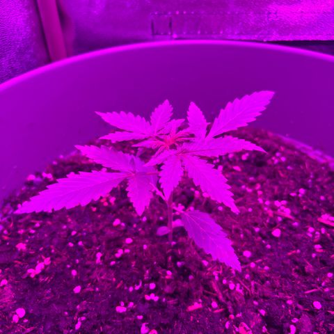 Auto Gelato growlog timeline photo