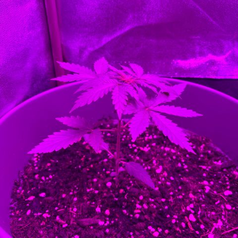 Auto Gelato growlog timeline photo