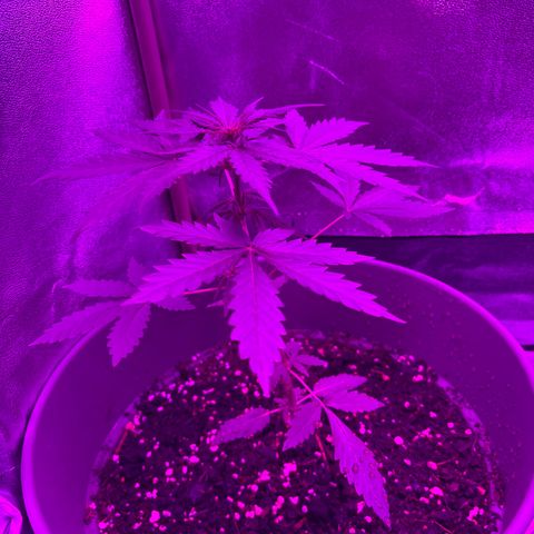 Auto Gelato growlog timeline photo