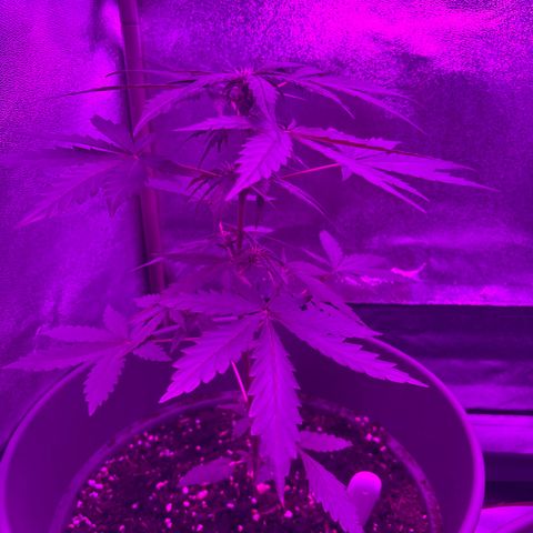 Auto Gelato growlog timeline photo