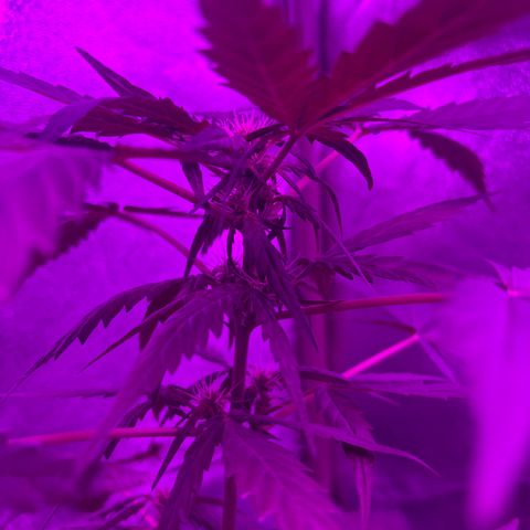 Auto Gelato growlog timeline photo