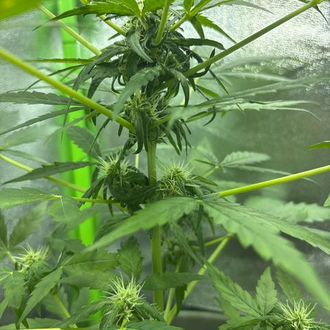 Auto Gelato growlog timeline photo