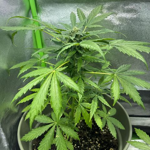 Auto Gelato growlog timeline photo