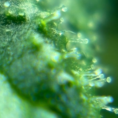 Auto Gelato growlog timeline photo