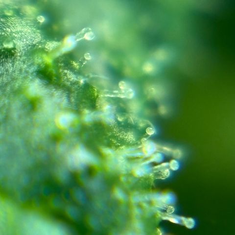 Auto Gelato growlog timeline photo