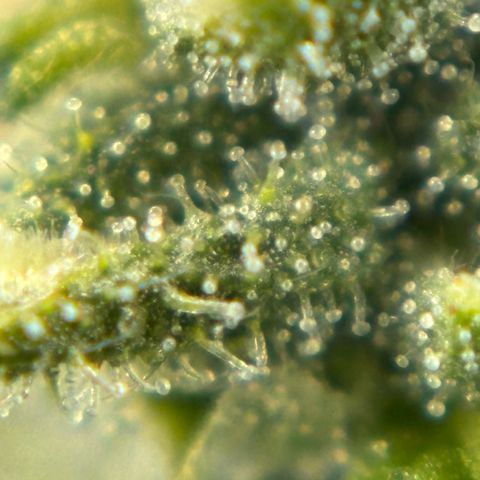 Auto Gelato growlog timeline photo