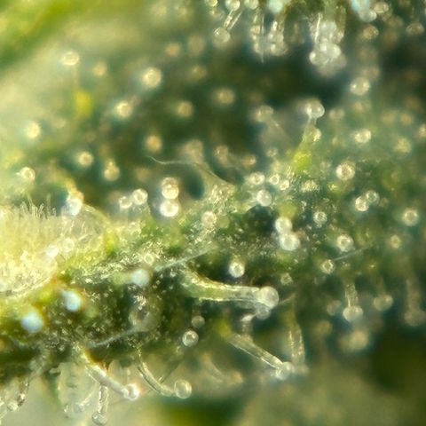 Auto Gelato growlog timeline photo