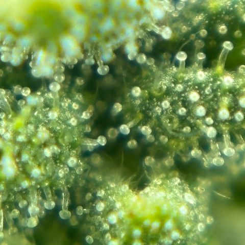 Auto Gelato growlog timeline photo