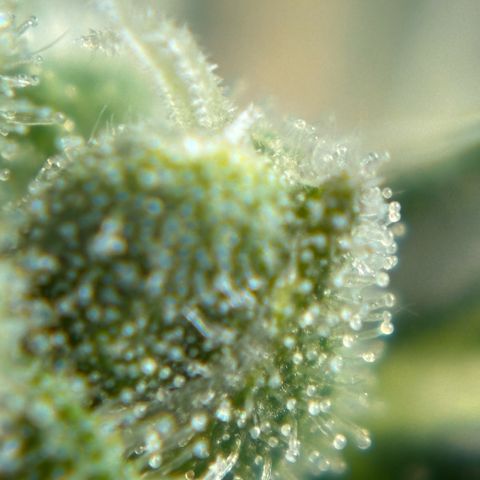 Auto Gelato growlog timeline photo