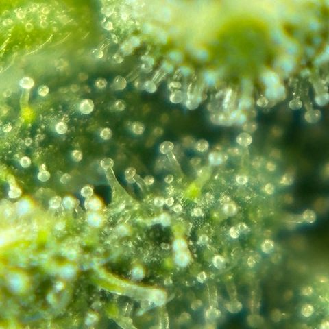 Auto Gelato growlog timeline photo