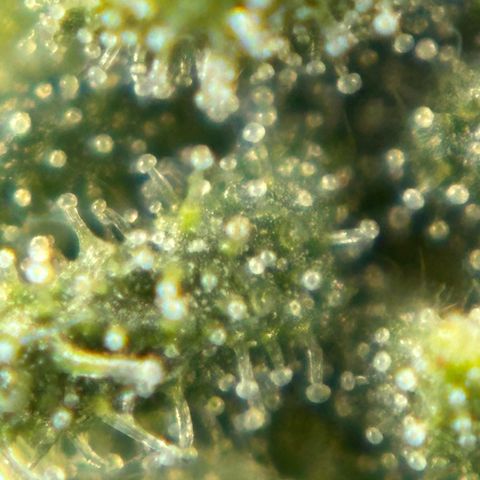 Auto Gelato growlog timeline photo