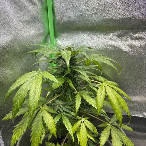 Auto Gelato growlog timeline photo