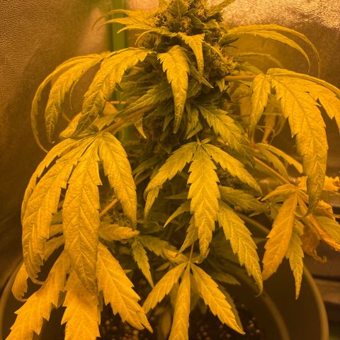 Auto Gelato growlog timeline photo