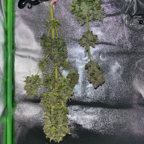 Auto Gelato growlog timeline photo