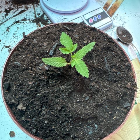 Jack Herer growlog timeline photo
