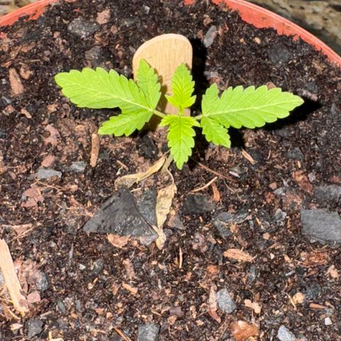 Jack Herer growlog timeline photo