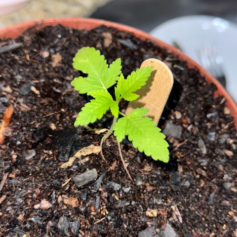 Jack Herer growlog timeline photo