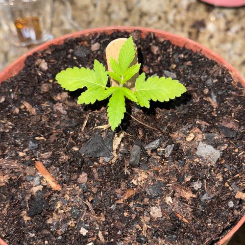 Jack Herer growlog timeline photo