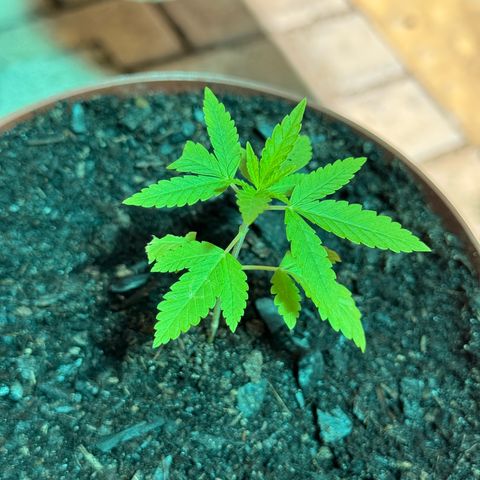 Jack Herer growlog timeline photo