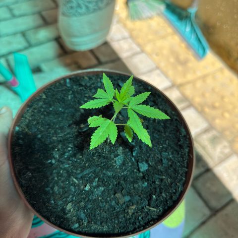 Jack Herer growlog timeline photo