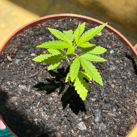 Jack Herer growlog timeline photo