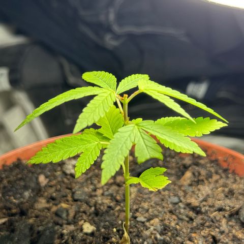 Jack Herer growlog timeline photo