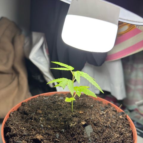 Jack Herer growlog photo: Dias chuvosos, tive que mudar de ambiente. E colocar luz adicional 