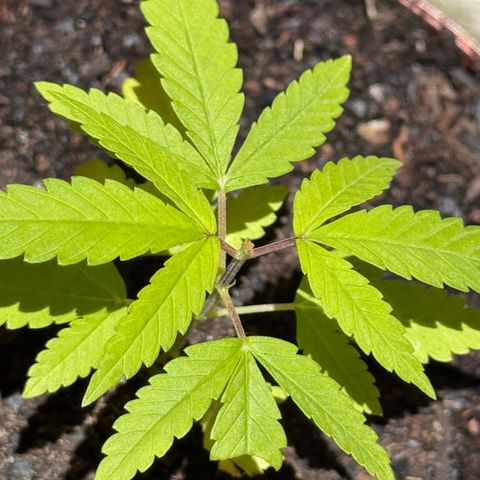 Jack Herer growlog timeline photo