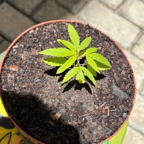 Jack Herer growlog timeline photo
