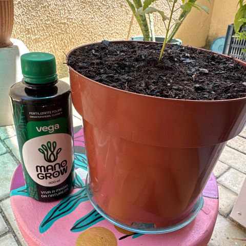 Jack Herer growlog photo: Primeira vez recebendo fertilizante 