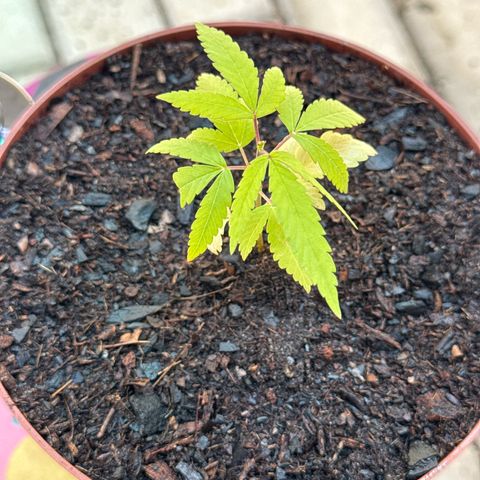 Jack Herer growlog timeline photo