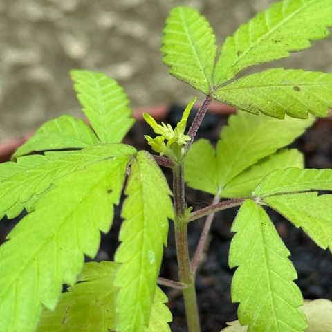 Jack Herer growlog timeline photo
