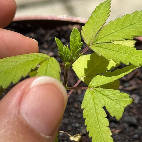 Jack Herer growlog timeline photo