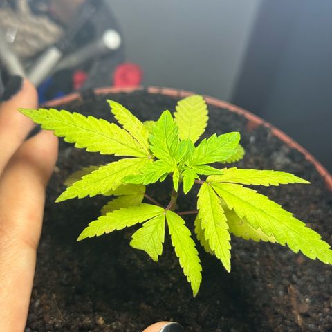 Jack Herer growlog timeline photo