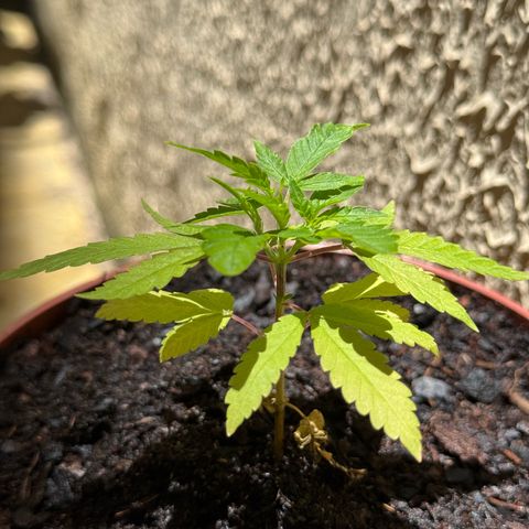 Jack Herer growlog timeline photo