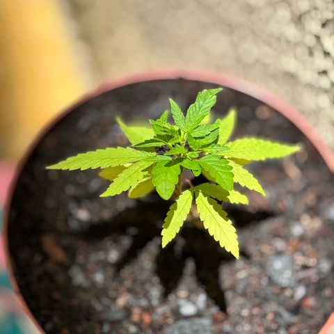 Jack Herer growlog timeline photo