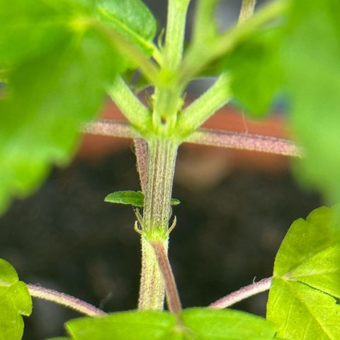 Jack Herer growlog timeline photo