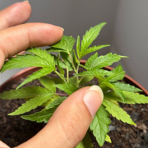 Jack Herer growlog timeline photo