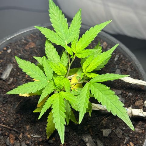 Jack Herer growlog timeline photo