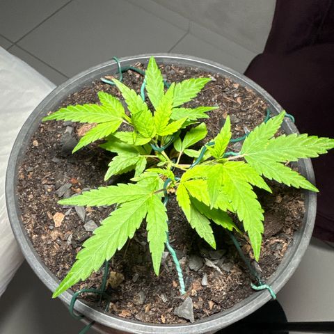 Jack Herer growlog timeline photo