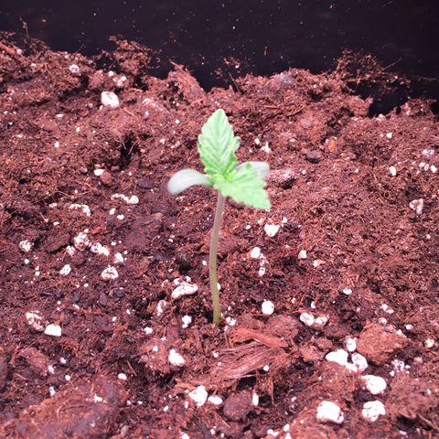 Fat Banana growlog timeline photo