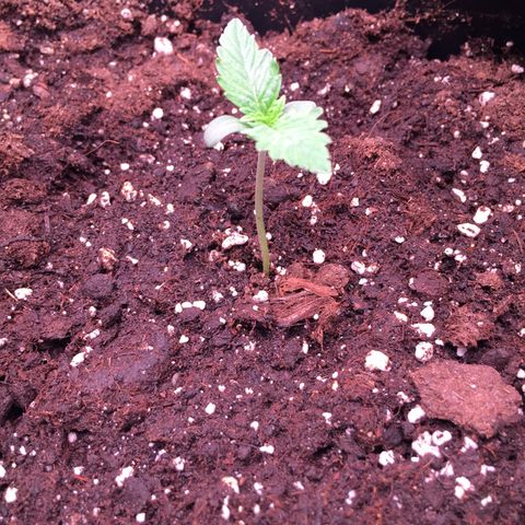 Fat Banana growlog timeline photo