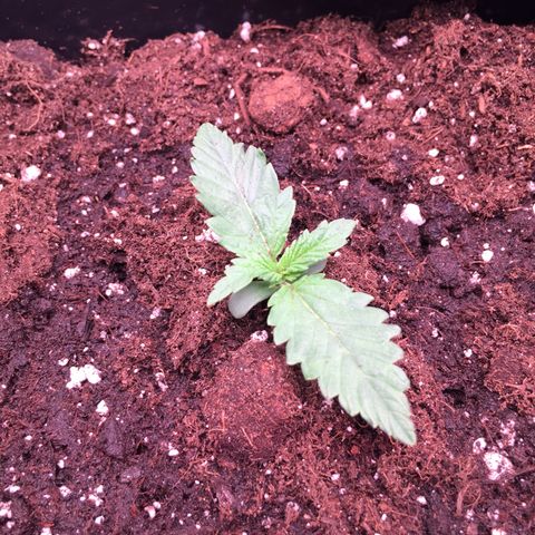 Fat Banana growlog timeline photo
