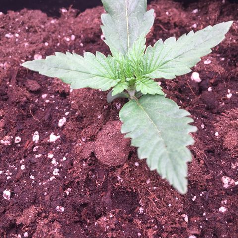 Fat Banana growlog timeline photo