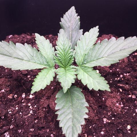 Fat Banana growlog timeline photo