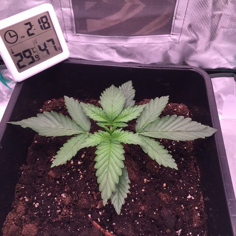 Fat Banana growlog timeline photo