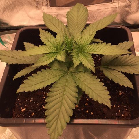 Fat Banana growlog timeline photo