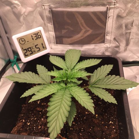 Fat Banana growlog timeline photo