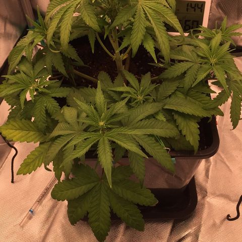 Fat Banana growlog timeline photo