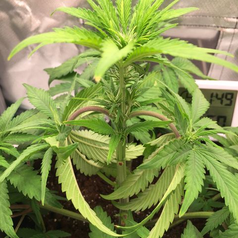 Fat Banana growlog timeline photo